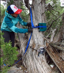 The author setting up acoustic recording device on a tree