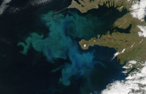 Satellite picture of a Phytoplankton bloom along the coast of Iceland.