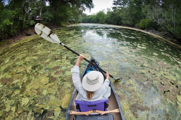 Woman in canoe paddling through large blooms of algae.