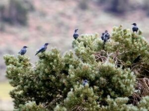 A flock of Pinyon Jays congregate on a pinyon pine tree.