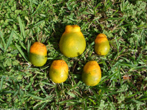 Citrus fruits showing signs of greening from HLB