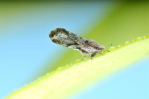 Up close picture of the Asian citrus psyllid, an invasive insect to North America