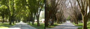 Two pictures side by side of living trees lining a street followed by dead trees lining the same street.