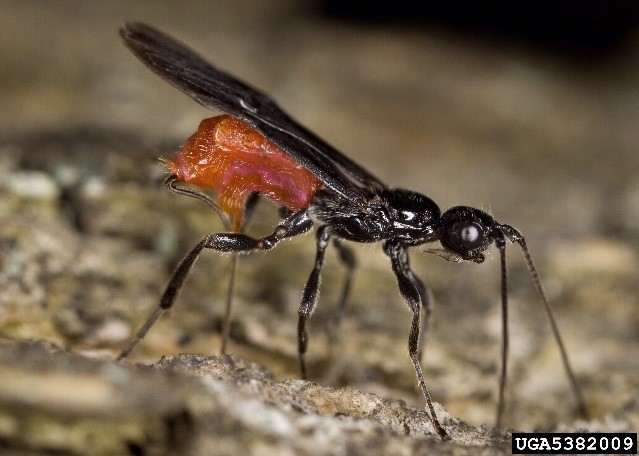 A parasitic insect infecting an invasive species