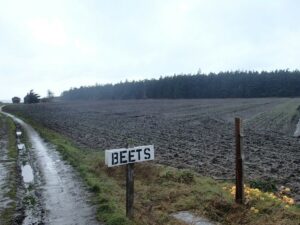 A sign with 'beets' in front of an empty dirt field