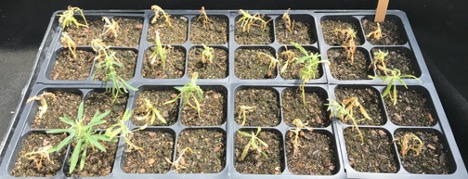 Growing tray with weeds in it, showing some herbicide resistant strains