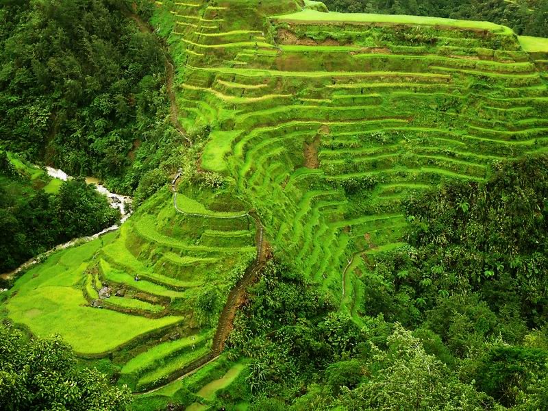Rice terraces of the Philippine Cordilleras: a millennial tradition