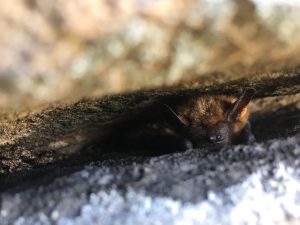 Bat inbetween two rocks