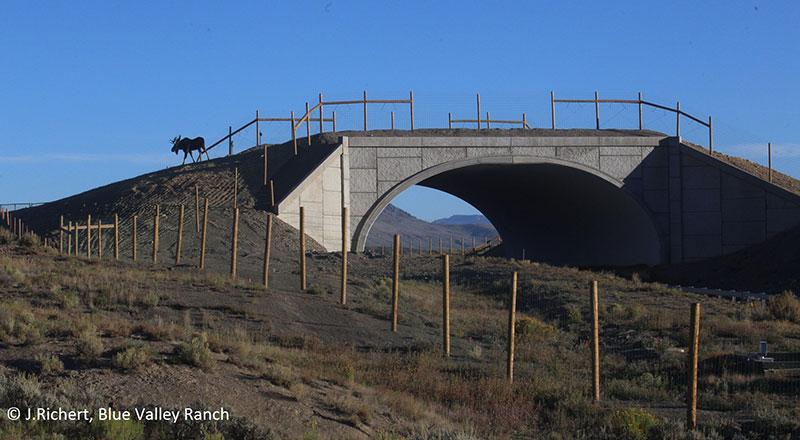 Bridging the Barriers Roads Pose to Wildlife – Sustainability