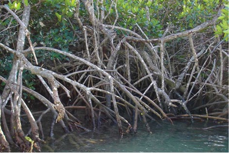 Woody tree roots above water