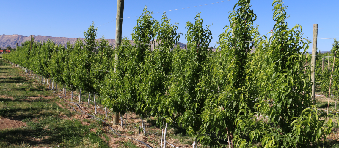 An experimental orchard, planted in 2019, with four modern training systems and seven different rootstocks of variable vigor, is under evaluation at the Western Colorado Research Center in Orchard Mesa, CO by the CSU_Pomology/Minas Lab at Colorado State University. Image showcases the planar architecture and increased planting density of a modern peach orchard, under development. Photo Credit: Dr. Brendon Anthony, Horticulture and Landscape Architecture, Colorado State University.