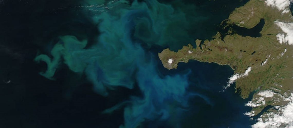 Satellite picture of a Phytoplankton bloom along the coast of Iceland.