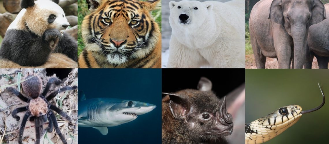 Popular charismatic animals (top) receive most of the public attention and funding for their conservation. But less popular animals (bottom) are just as deserving of conservation efforts.