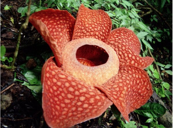 Rafflesia arnoldii. Photo credit Henrik Hansson