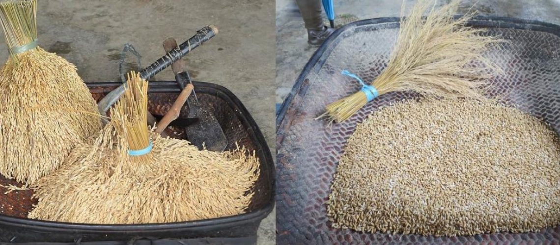 Rice bundles and rice seeds