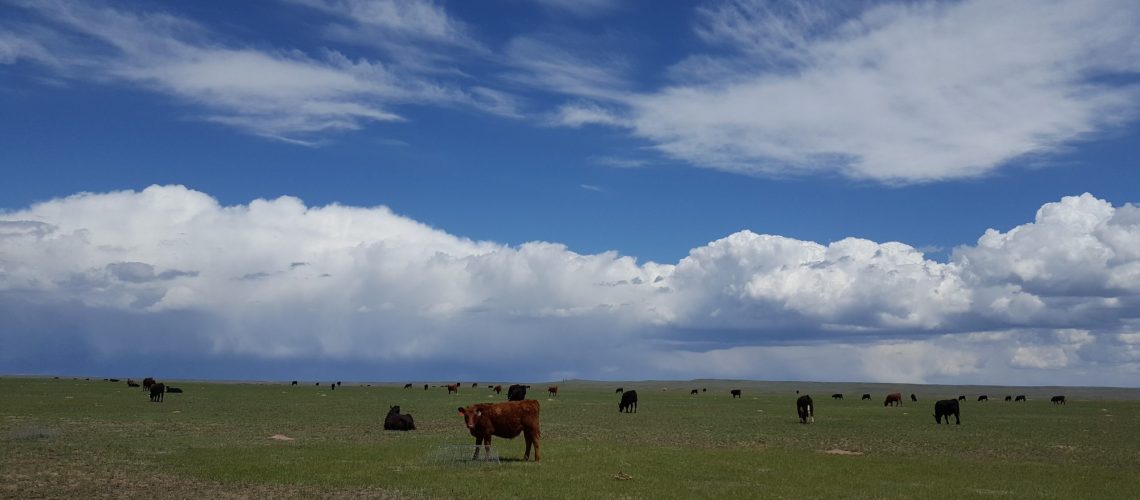 Cows and clouds at the Central Plains Experimental Range, a U.S. Department of Agriculture research site, in the grasslands of northeastern Colorado, USA. Photo credit – USDA Agricultural Research Service.