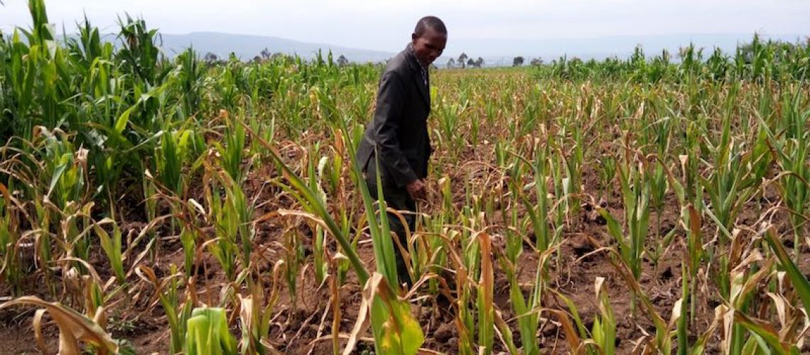 A farmer inspects a field of maize drying from droughts