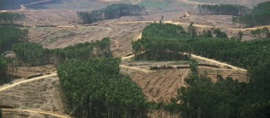 Land use change, including the removal of forests for grazing and agriculture, accounts for 50% of anthropogenic greenhouse gas emissions. Image from www.transportenvironment.org.