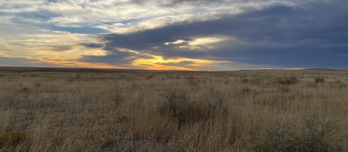 Photo taken at study site in the shortgrass steppe in northeastern Colorado.