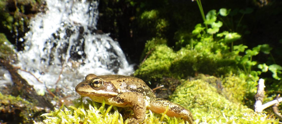 A Cascades frog (Rana cascadae) looks on near a waterfall in northern California.