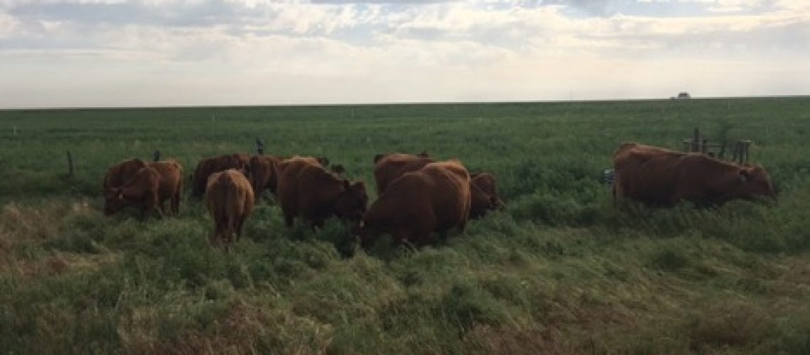 A new look for a wheat field. Cattle grazing on a mix of grasses and herbs grown between wheat plantings. This mixture is used as a cover crop to protect and build the soil. Cattle grazing can add value to the practice and help offset the financial cost of adding cover crops to the rotation.