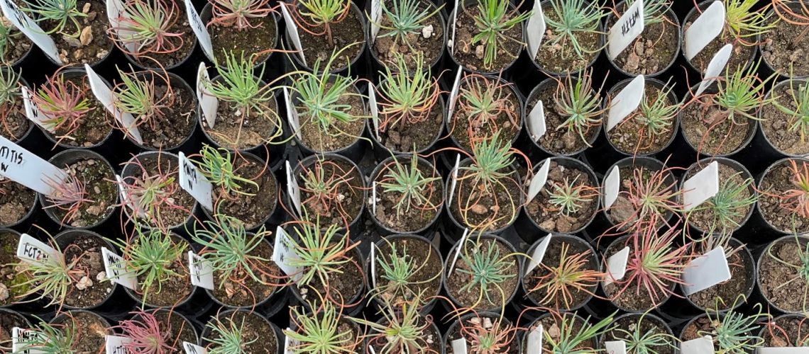 Ponderosa seedlings from different populations, ready to plant