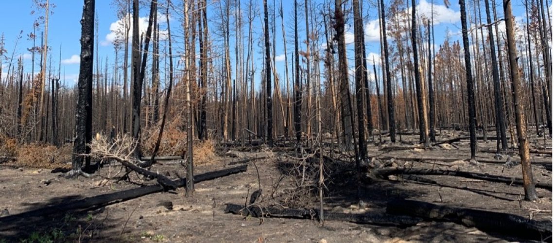 A highly severely burned forest following a 2020 Colorado wildfire