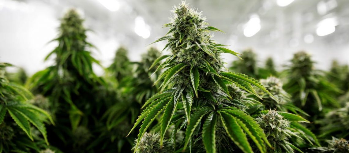 Are Cannabis Degrees Legit? - BestColleges
