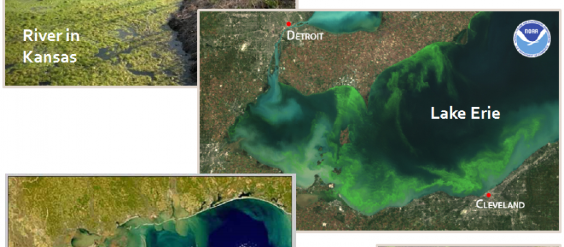 Picture collage of satellite images showing excessive algae growth in bodies of water