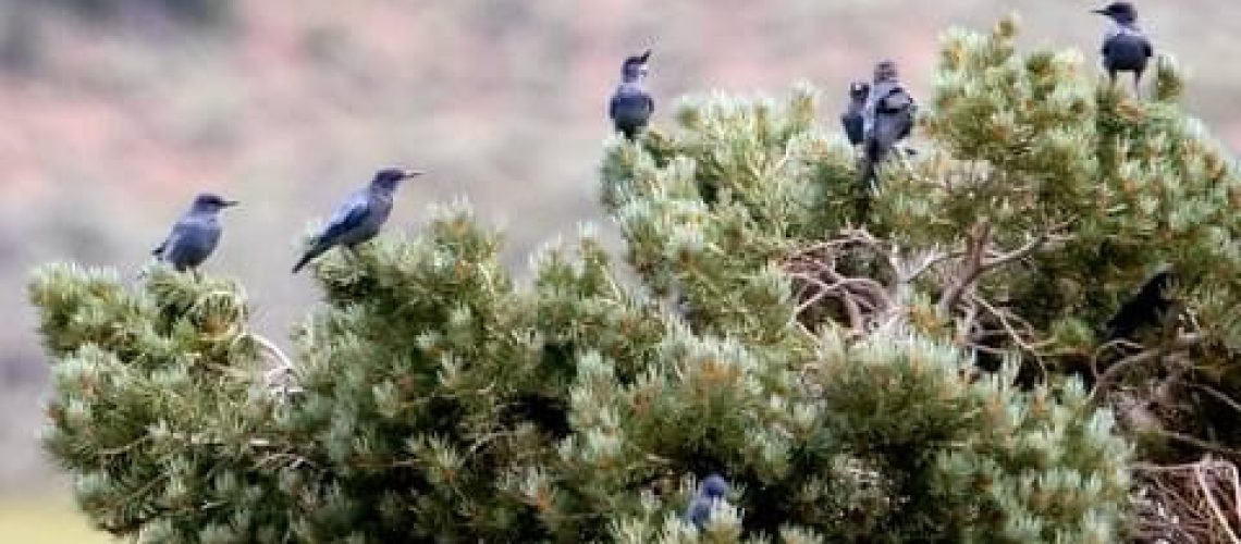 A flock of Pinyon Jays congregate on a pinyon pine tree.