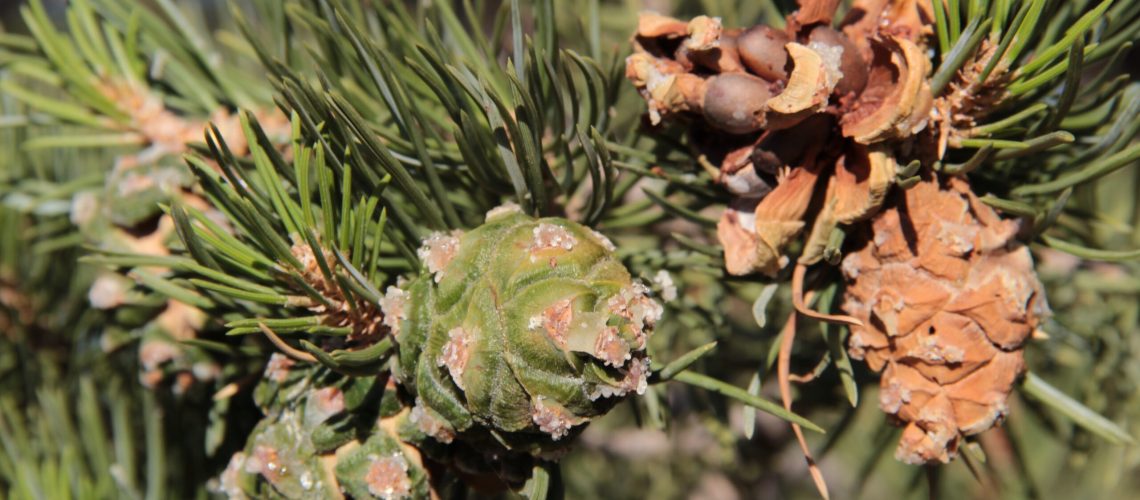 Edible, wild nuts from the native piñon pine