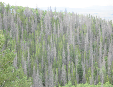 Forest with mix of living and dead trees