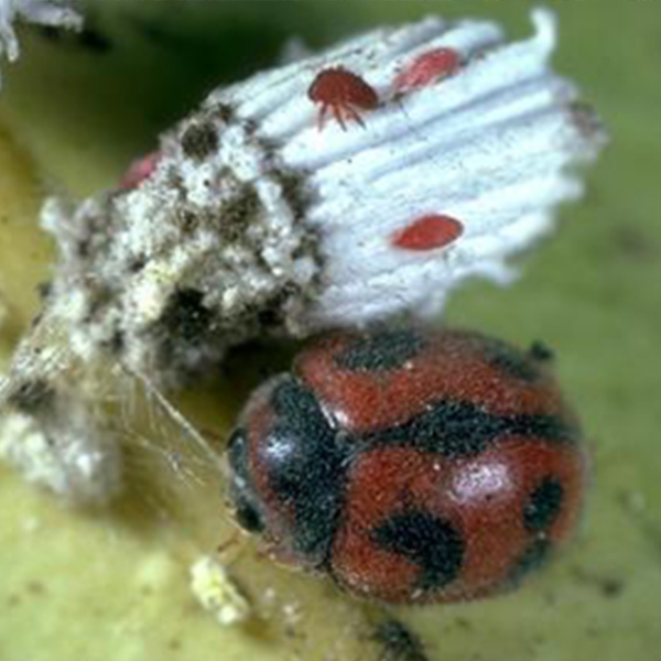 mites on bugs