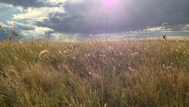 Shortgrass steppe plains of eastern Colorado