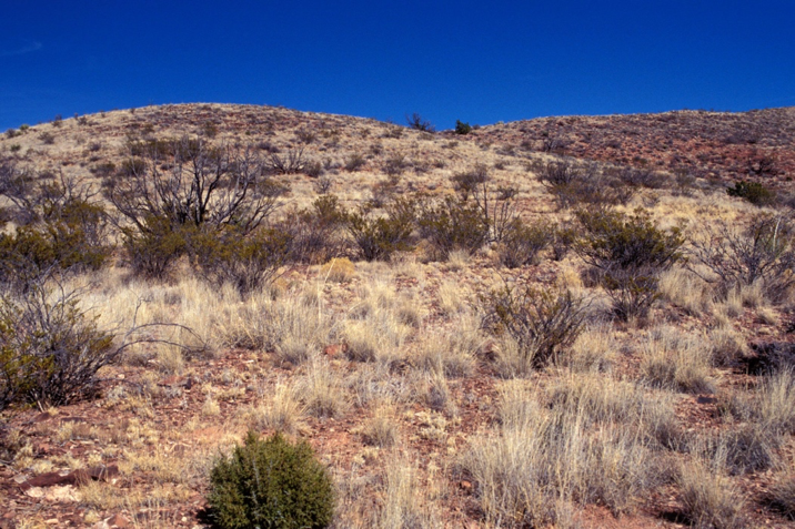 A hillside with many shrubs