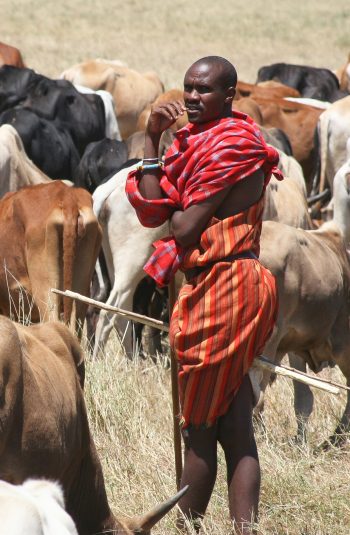 Ethiopian herding cows