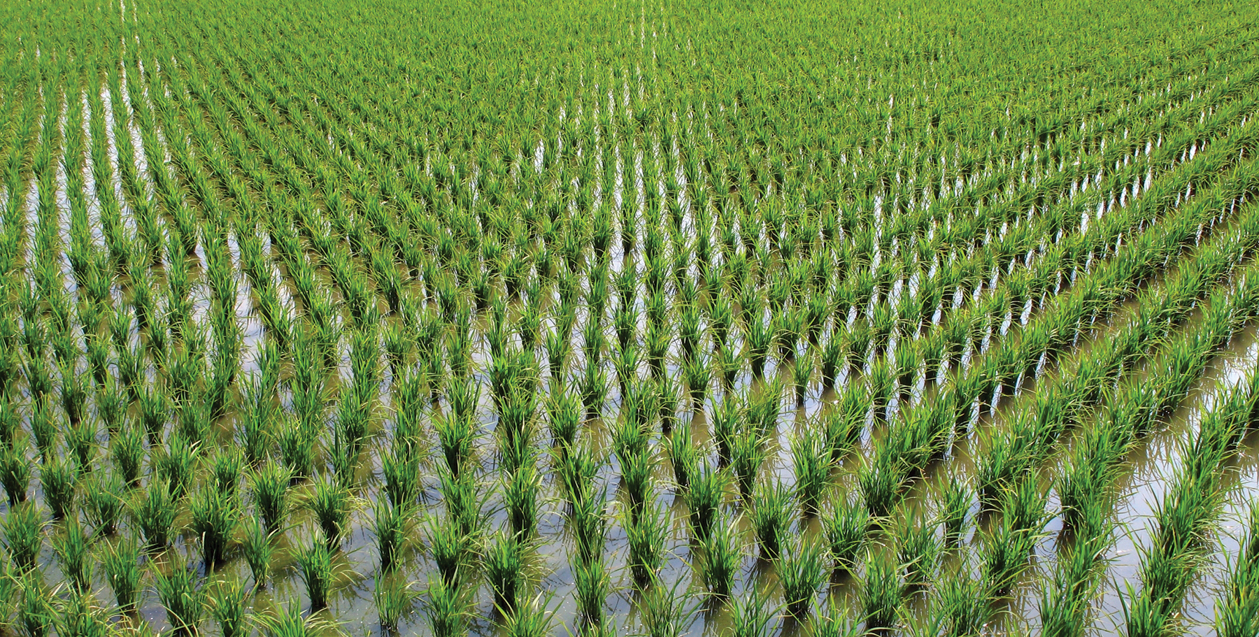 rice field