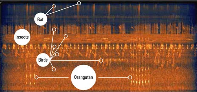 A spectogram showing pitches of different animals
