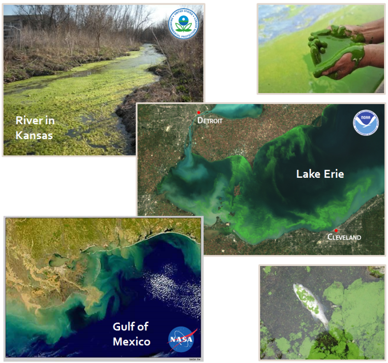 Picture collage of satellite images showing excessive algae growth in bodies of water