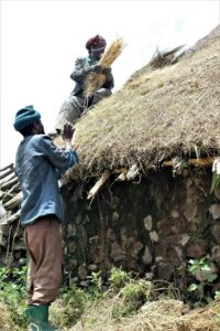Ethiopians placing guassa grass as roof thatch material