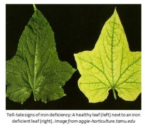 Comparison of two leaves, a lighter colored leaf showing an iron deficiency and a healthy leaf being darker green
