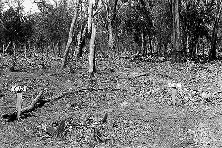 Clear field after prickly pear infestation had been removed