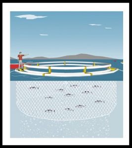 Diagram of sea cage aquaculture