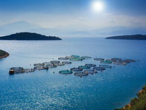 Aquaculture enclosures in a bay