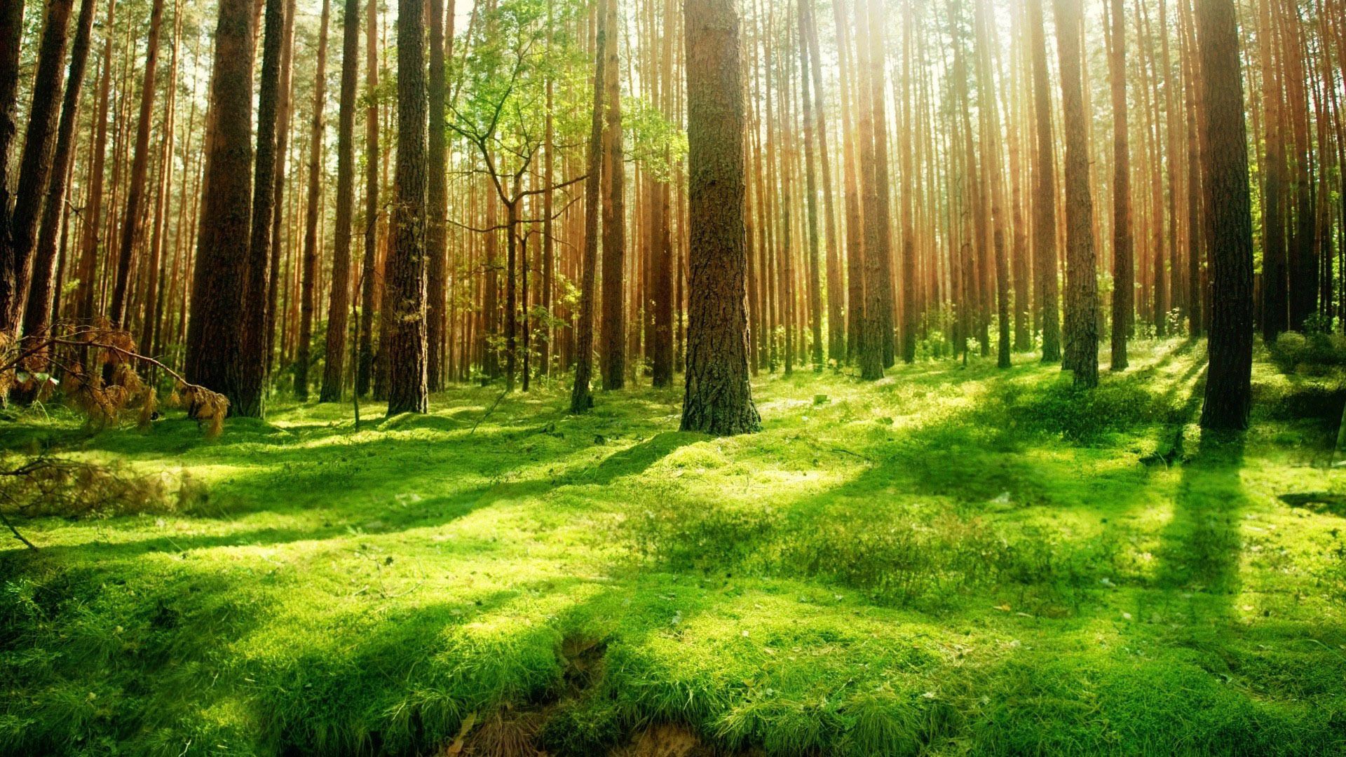 Forest with sunlight