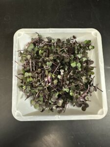 harvested red cabbage microgreens