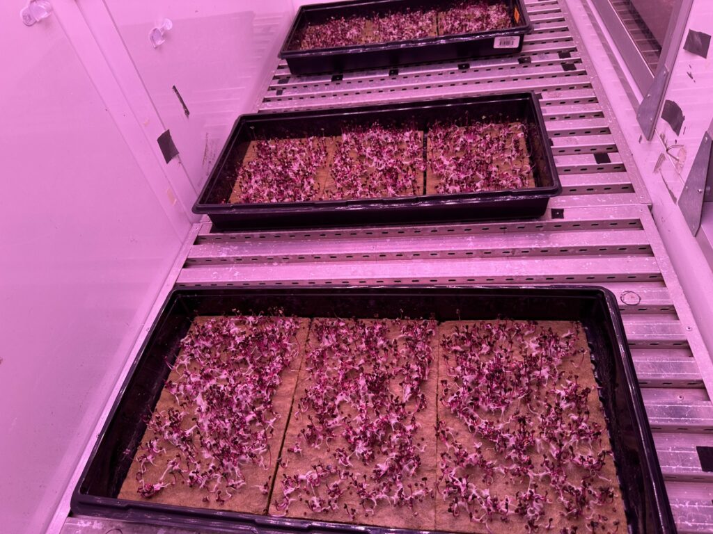 Red cabbage microgreens being grown