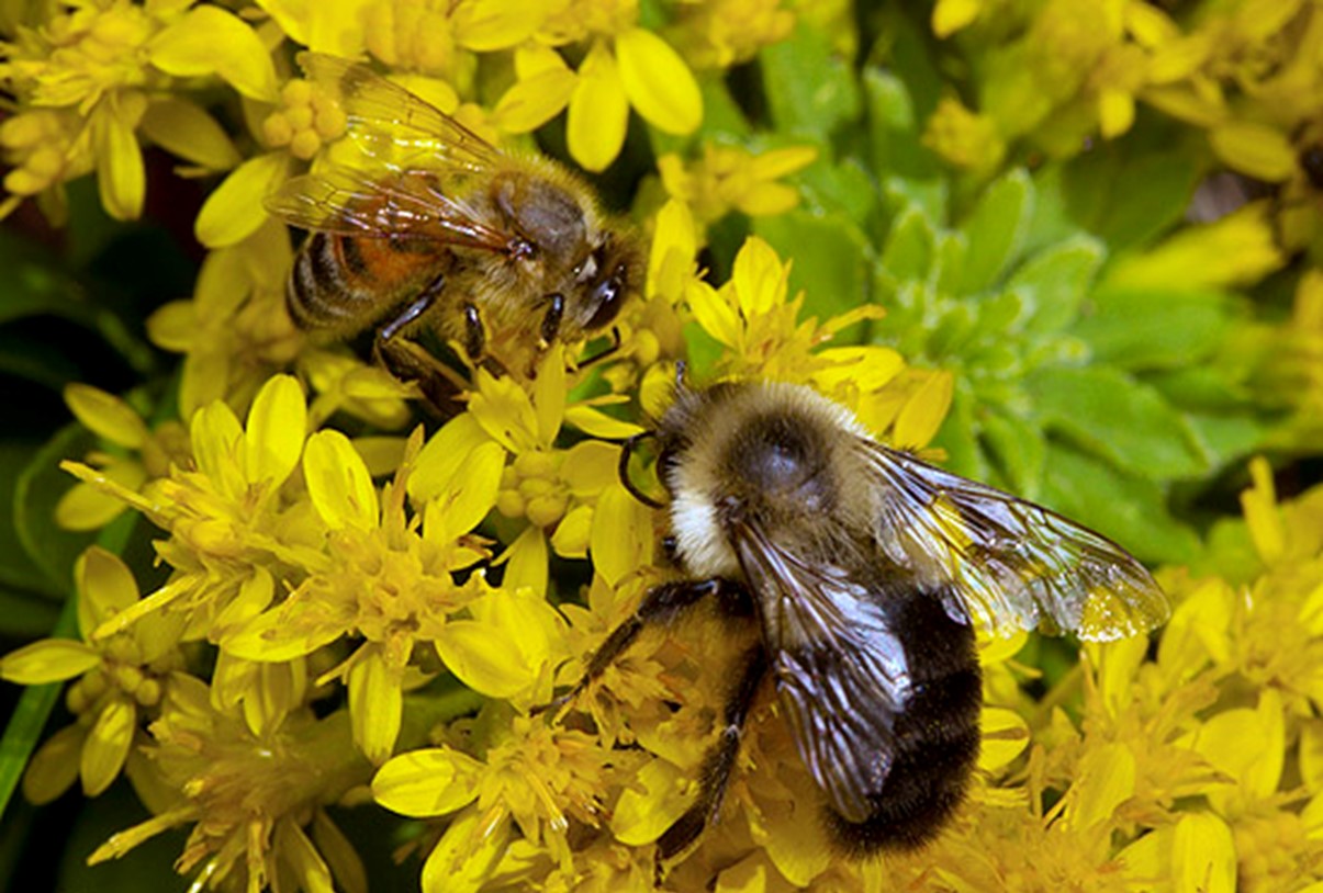 Two bees on yellow flowers