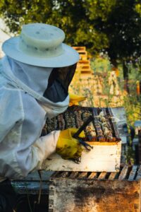 A person in a beekeeper suit tending to a bee hive.