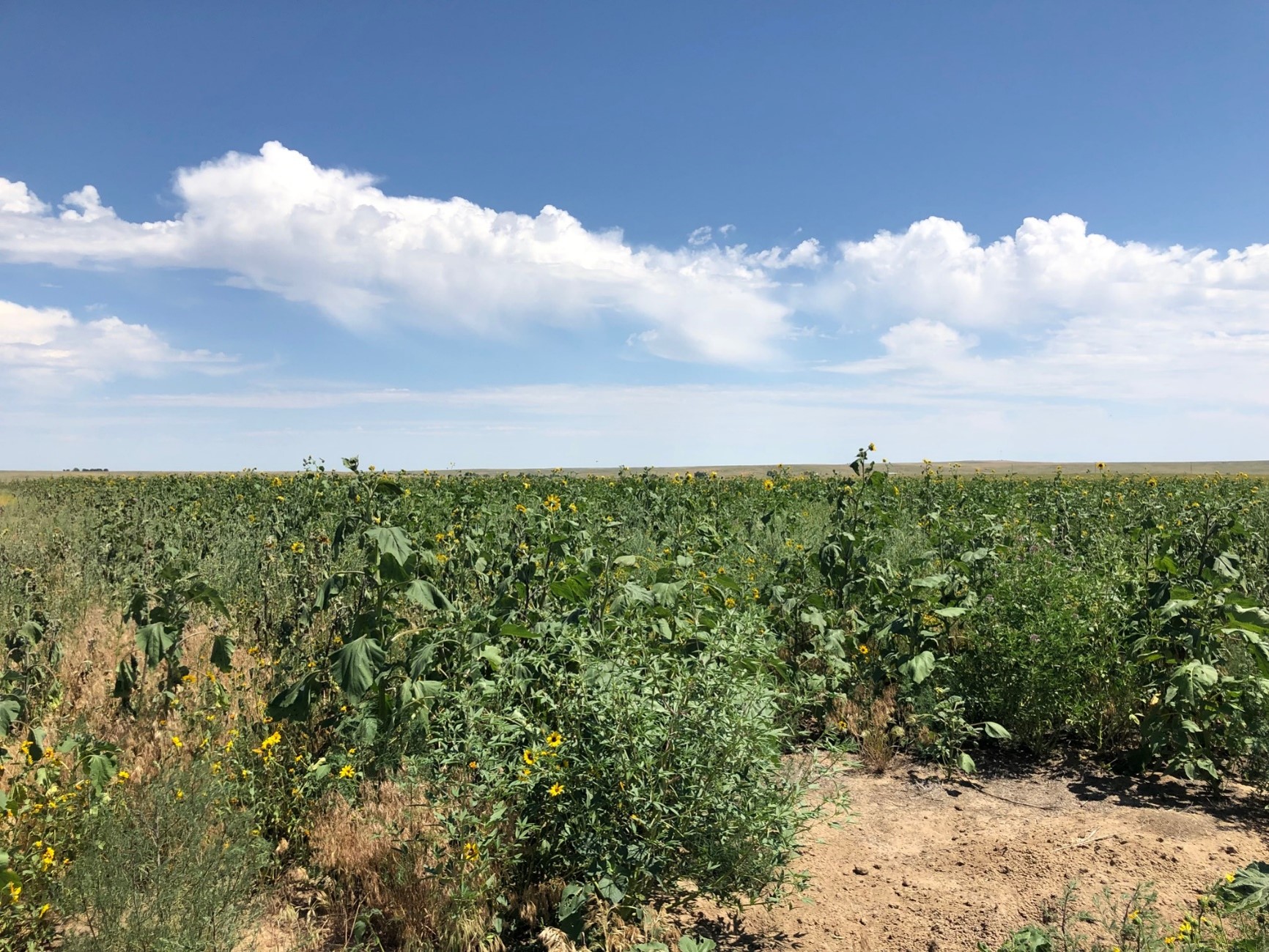 CRP Curtis Site having abundance of sunflower (Helianthus annus) in 2019 after first two years of experiment set up